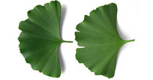 Ginkgo Biloba