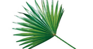 Saw Palmetto