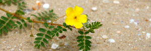 tribulus-terrestris_herb